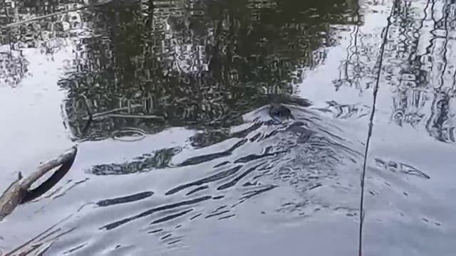 Бобр Бобёр в воде.