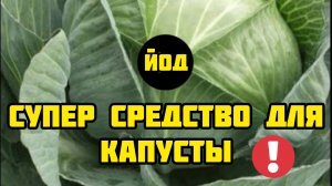 ЙОД - СУПЕР СРЕДСТВО ДЛЯ КАПУСТЫ! Уход за капустой