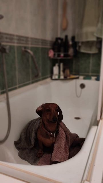 Опять гроза, опять боюсь и прячусь в ванне🛁