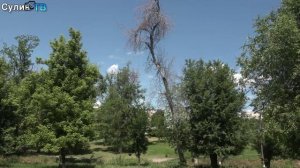 Как дела в парке Андрея Сулина