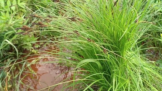 Если сгнила водоподающая труба. / Источники Межстоличья