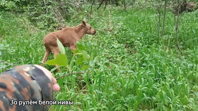 Неожиданная встреча в таёжном лесу