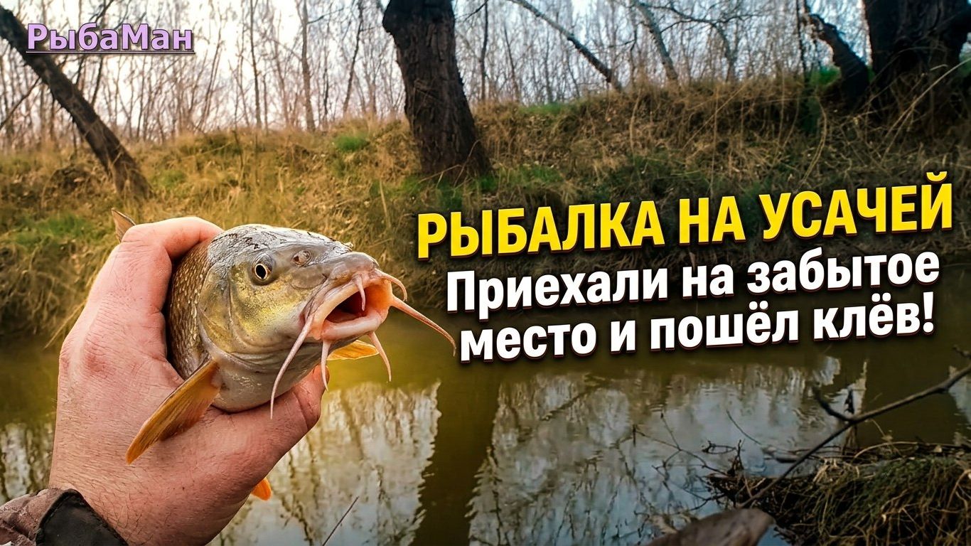 Рыбалка на Усачей. Приехали на забытое место и пошёл коклёв