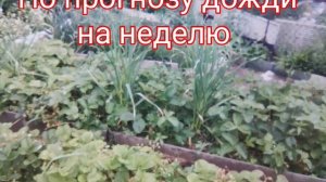Клубника пошла