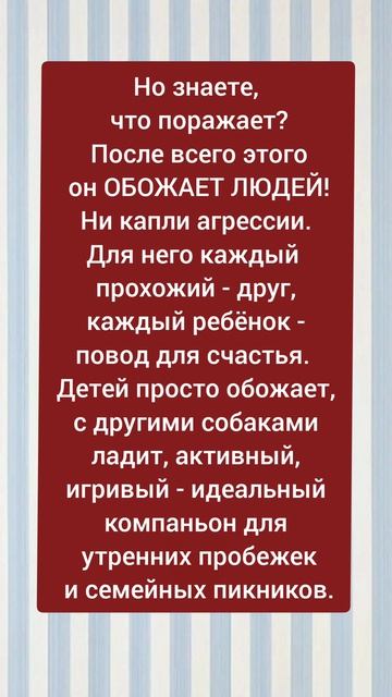 Балу ищет хозяина: Он выжил, чтобы любить вас. #Москва