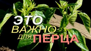 🌶Начинаем ПОДКАРМЛИВАТЬ и правильно ФОРМИРОВАТЬ ПЕРЕЦ!