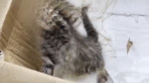 🐯В Китае спасли детёныша редкого леопардового кота