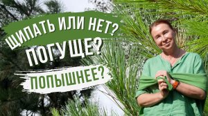 Щипка хвойных. Кого, когда и зачем?