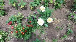 Обработка томатов для завязи / Удаляю огурцы сажаю новые / В гостях у дочери / Куры утки гуси овцы