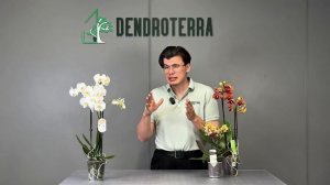 Фаленопсисы: от А до Я