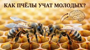 Как пчёлы передают опыт молодым? Обучение потомства от профессора Кашковского 🐝🧠