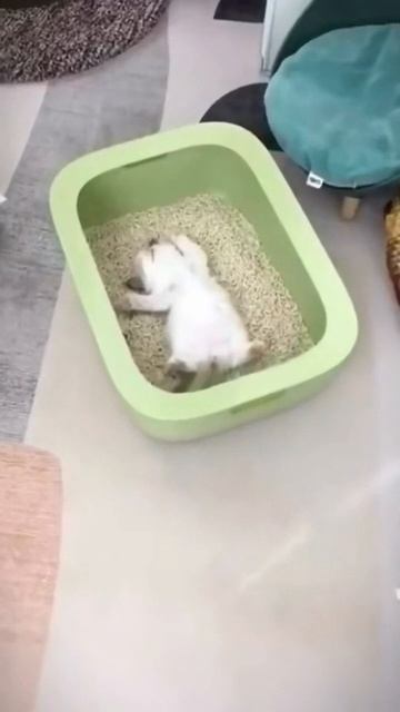 Спящие котики🐱 смотреть онлайн