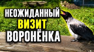 Крылатый гость на даче / Выпуск 87