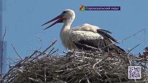 В Старооскольском зоопарке случилось сразу два чуда!