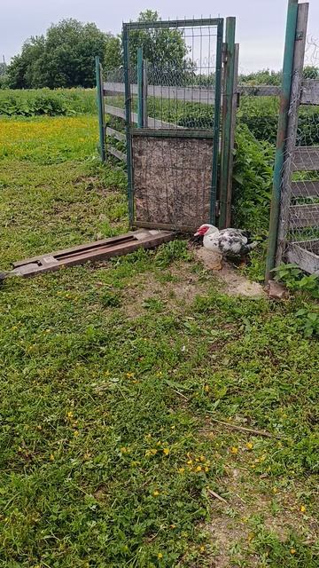 Утак Веня топчет невест. Утки 🦆 на прогулке