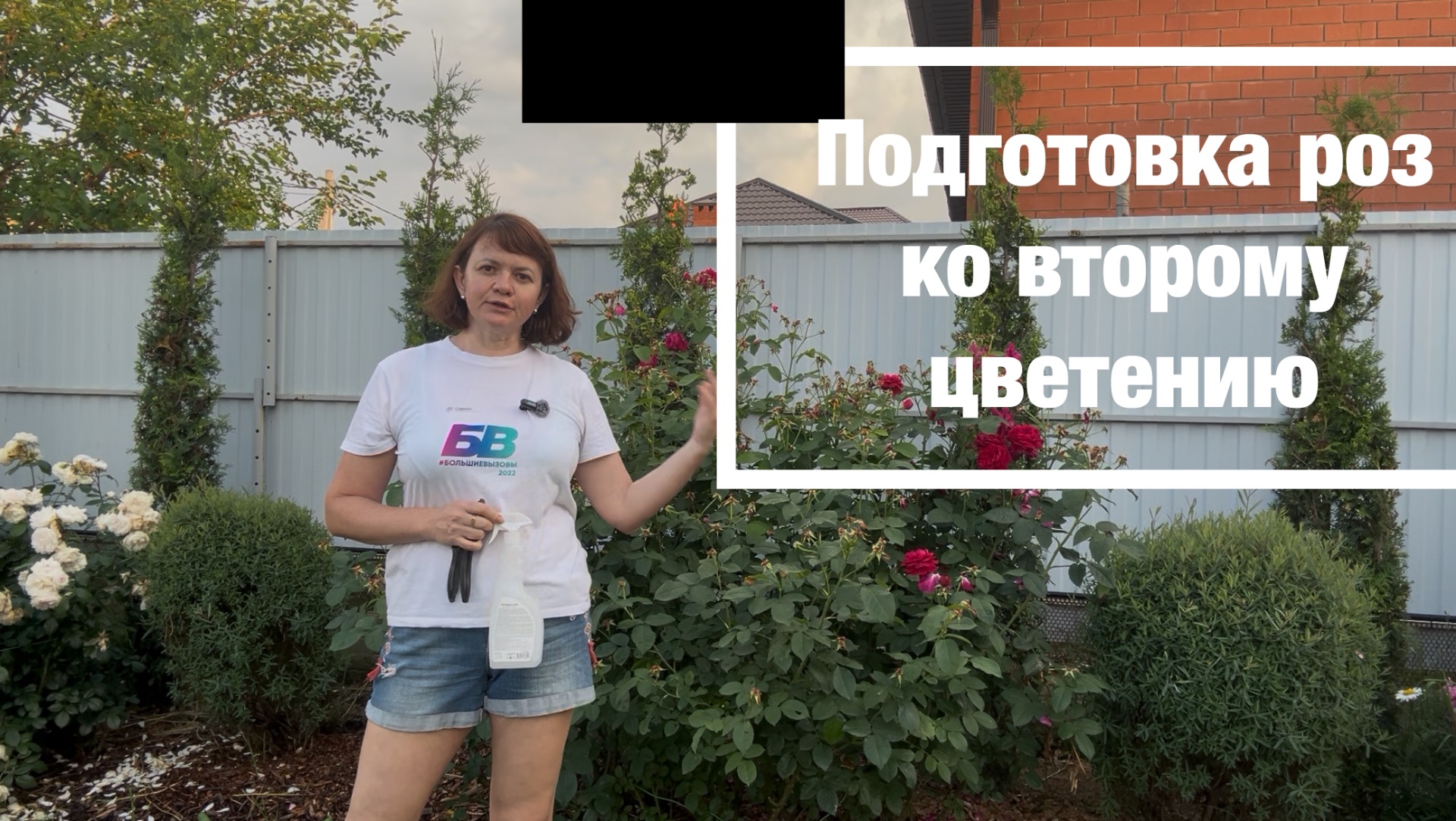Как подготовить розу ко второму цветению? Правильная обрезка и подкормка