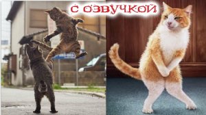 СМЕШНЫЕ КОТЫ | ЛУЧШИЕ ПРИКОЛЫ С КОТАМИ, СОБАКАМИ, КОШКИ, СОБАКИ, ЖИВОТНЫЕ, СМЕШНОЕ ВИДЕО
