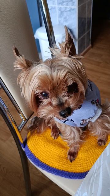 Рики 🐶💕 не понравился 🍳☕ завтрак/#забавные животные