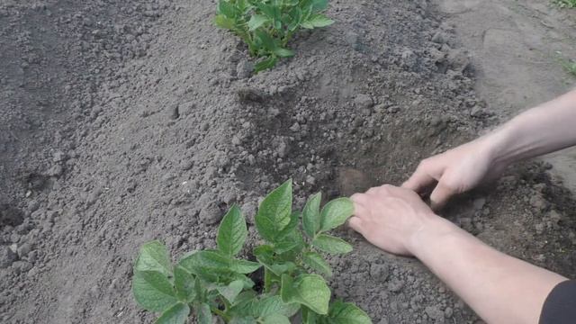 Как найти гнездо медведки и избавиться от неё.