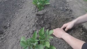 Как найти гнездо медведки и избавиться от неё.