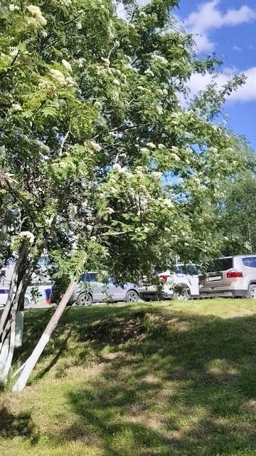 г.Ковдор около управления ГОКа 11-06-2026