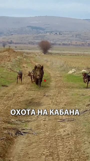 Охота на кабана 🐗🎯