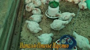 Бройлеры растут, цыплята выводятся
