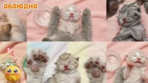 Милый котик 🩷😻 в спа салоне асмр