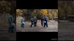 ВЕО Гельмут Кайзер Вильгельм - отец щенков Валентлайф Фуджиминори
