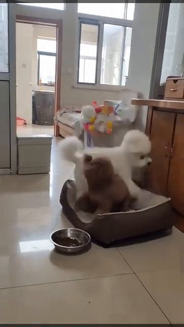 🐶СОБАКА в ШОКЕ⭐