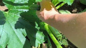 дождалась первый огурец🥒
первый кабачок...