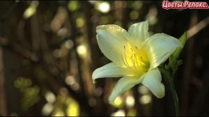 Цветы.Релакс.