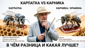 Карпатка и карника: в чём разница и какая лучше? Отвечает профессор Кашковский 🐝