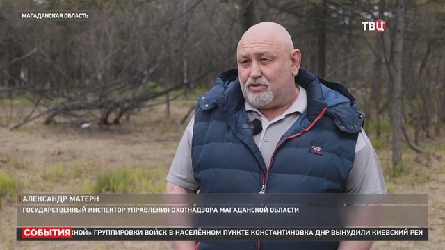 Магаданский медвежонок тормозит машины и клянчит у водителей еду