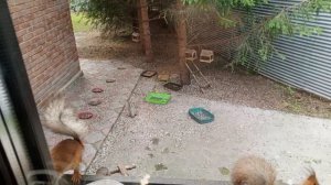 жаркий понедельник с белками и бельчатами