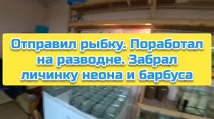 Отправил рыбку. Поработал на разводне. Забрал личинку неона и барбуса