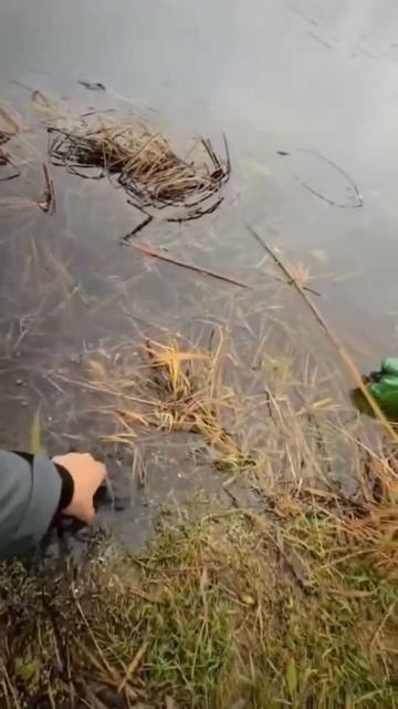 Окунь на спиннинг 🎣