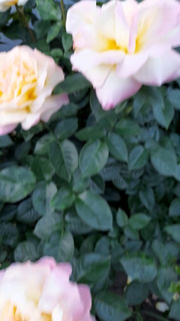 Rosa 'Gloria Dei'.