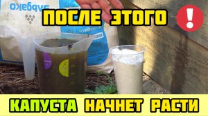 После этого КАПУСТА начнет расти как бешеная!