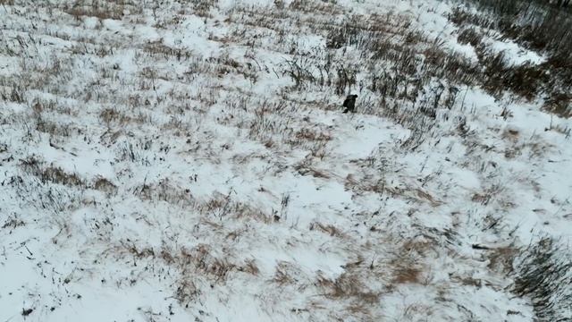 Красное Дерево - Дроны