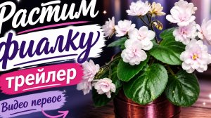 Растим фиалку-трейлер. Видео первое. Как формировать фиалку-трейлер. Как укоренять черенки и пасынки