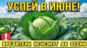 УСПЕЙ В ИЮНЕ - КАПУСТА ВЫРАСТЕТ ГИГАНТСКОЙ
