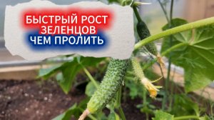 Высадка огурцов в июне на  второй урожай. Секрет быстрых огурцов: подготовка грядки и уход