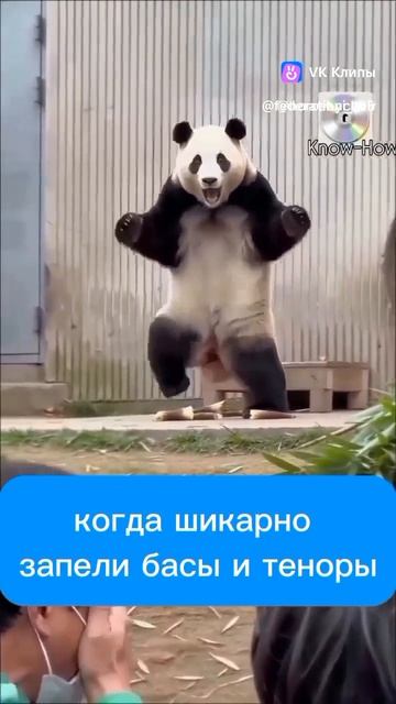 когда запели мужчины