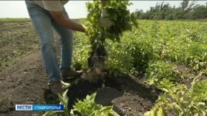 На Ставрополье проводят эксперименты с новыми сортами картофеля