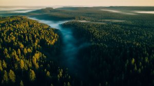 ✧ Звуки вечернего леса и ambient-музыка для работы, учебы  и расслабления