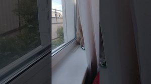 играю с котом