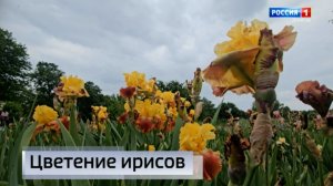 Цветение ирисов