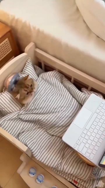 Кот кайфун