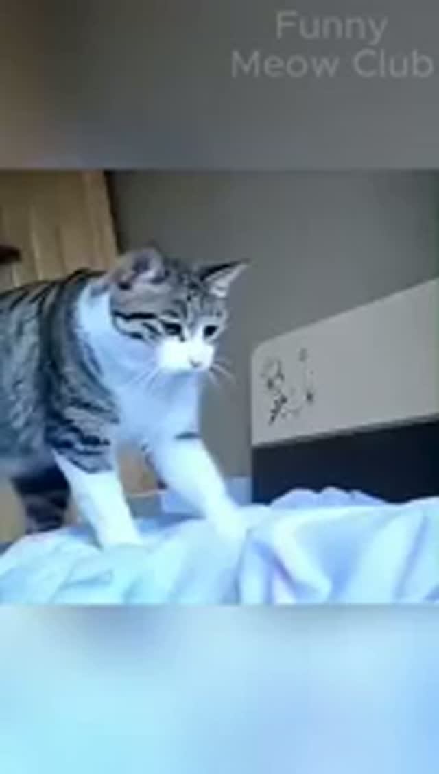 Моя кошка не даёт мне спать 😭#cat #catlove #funny #shorts смотреть онлайн